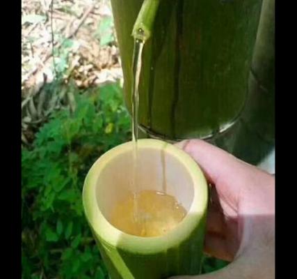 竹筒酒 又名青竹酒或者鮮竹酒，是為什么？